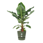 greenville round 25cm leaf green